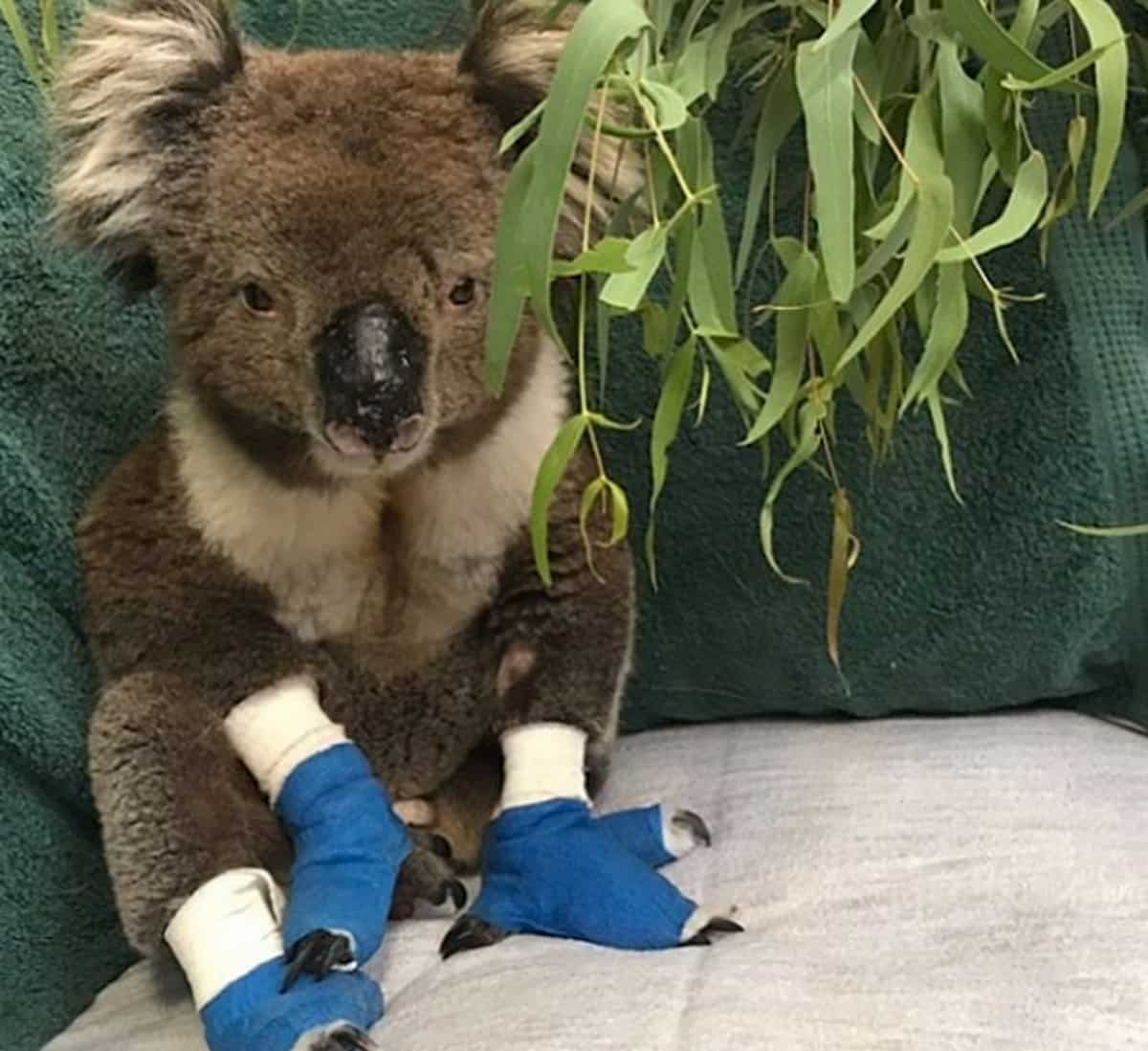 Il koala Billy è morto, era stato salvato dagli incendi in Australia con le zampe ustionate