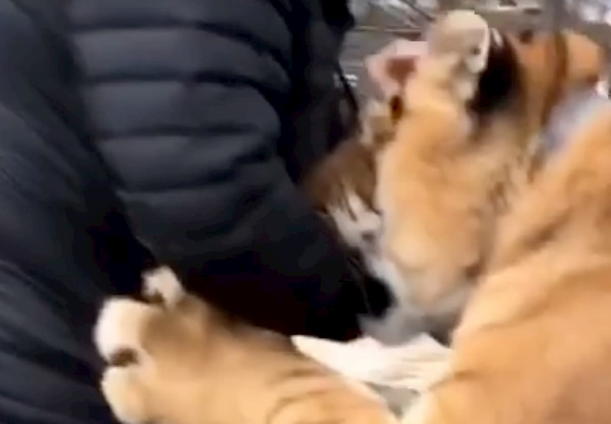 Steve Winter, fotografo del National Geographic, attaccato da una tigre-leone