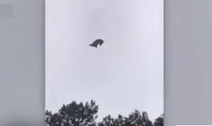 maiale lanciato in uruguay