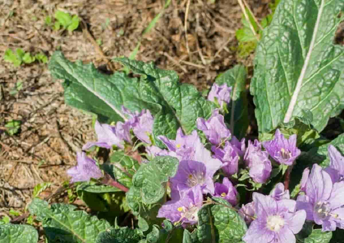 Mandragora mangiata al posto della borragine, due donne avvelenate in Sicilia (vicino Cefalù)