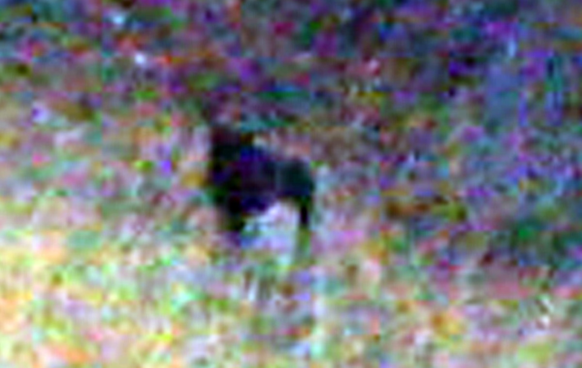 Pantera avvistata a Foggia da operaio: ricerche con drone