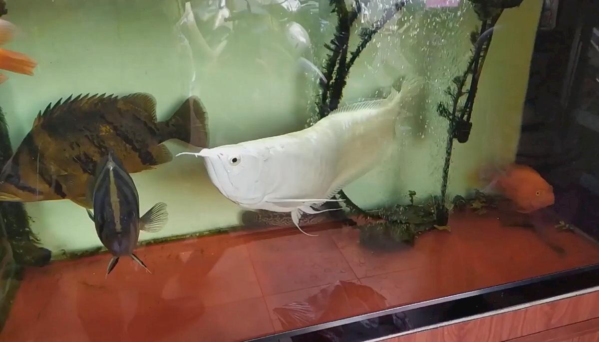 pesce albino nelle filippine