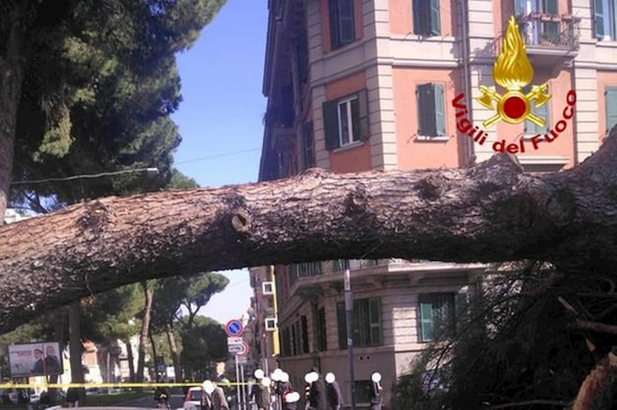 Raggi: abbattere i pini. La gente non ci sta