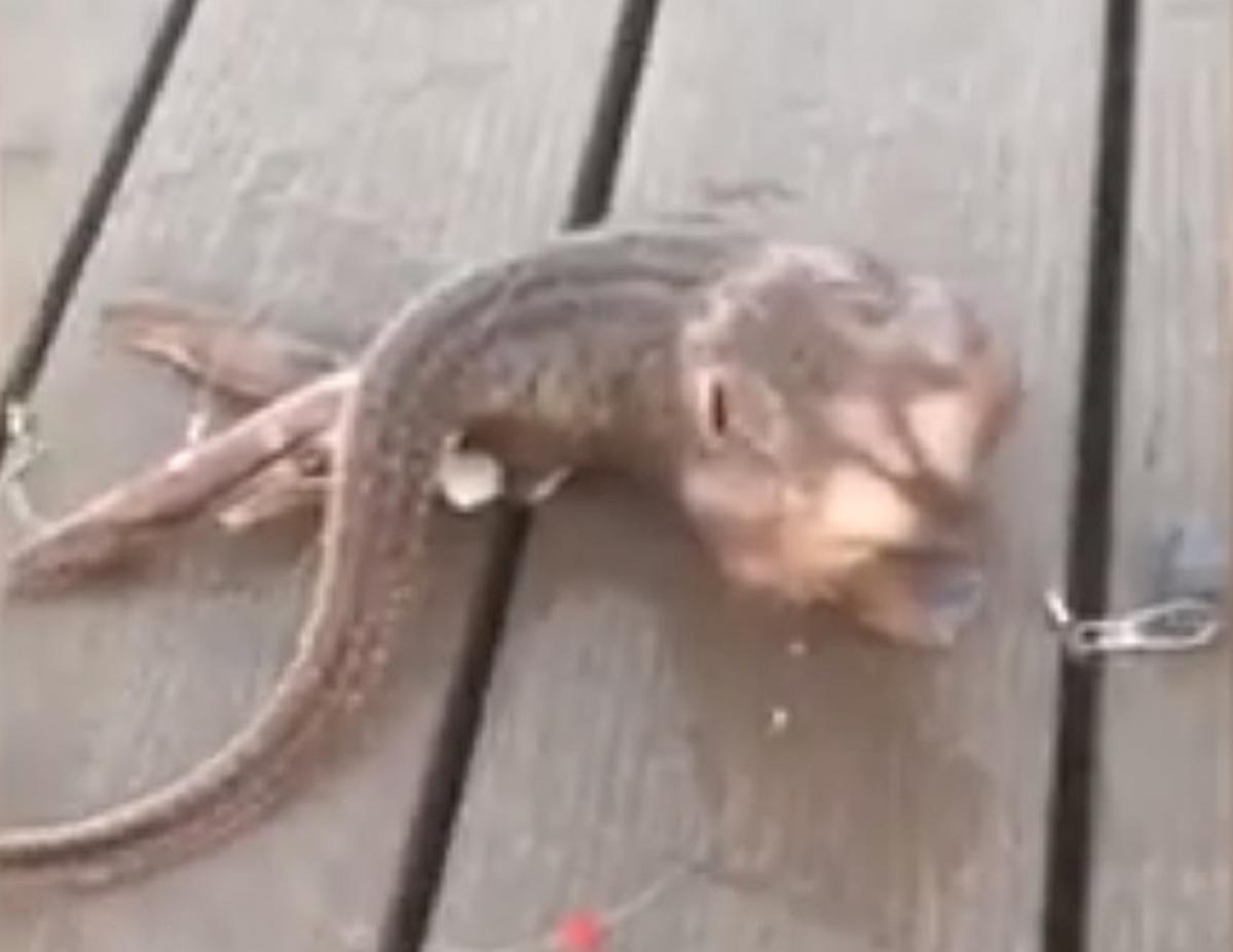 polpo pesce new york