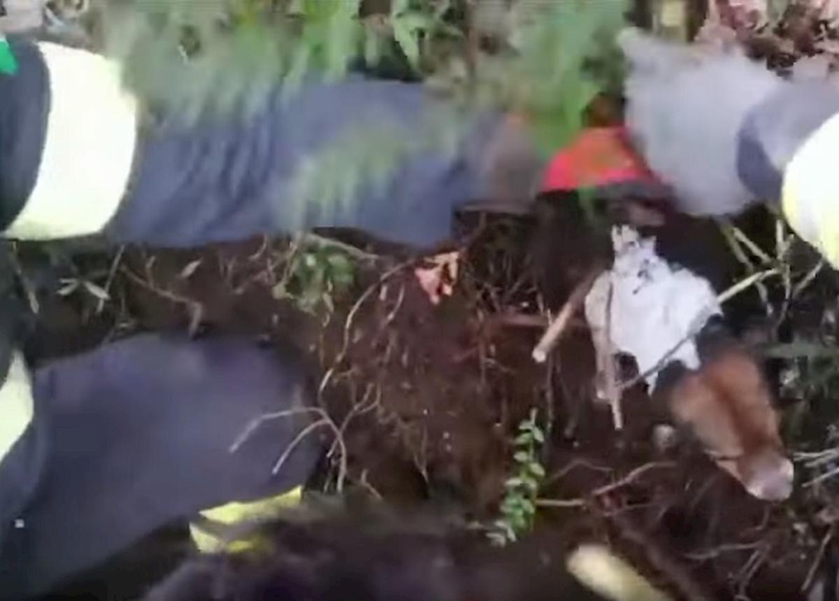 pompieri cagnolini benevento