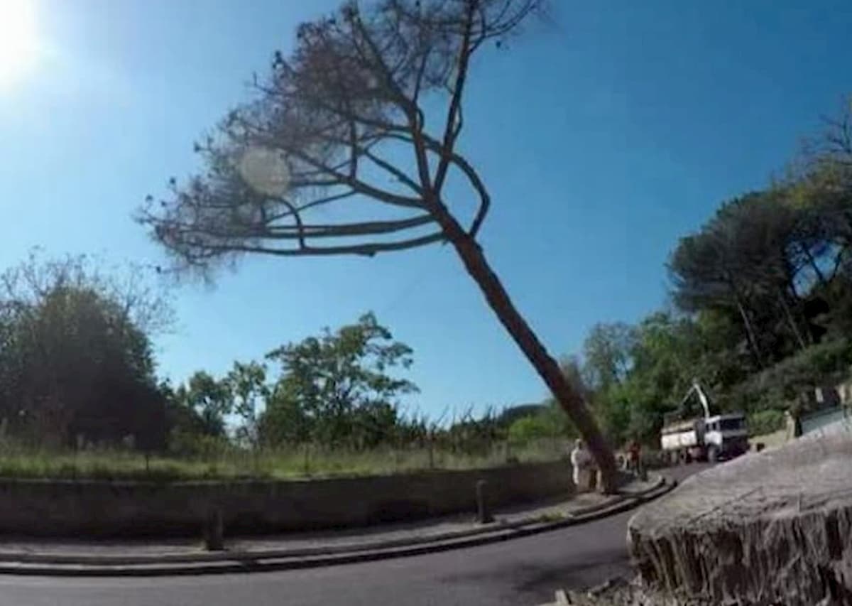 Napoli, Posillipo senza i suoi pini: centinaia di alberi abbattuti lungo la passeggiata da cartolina