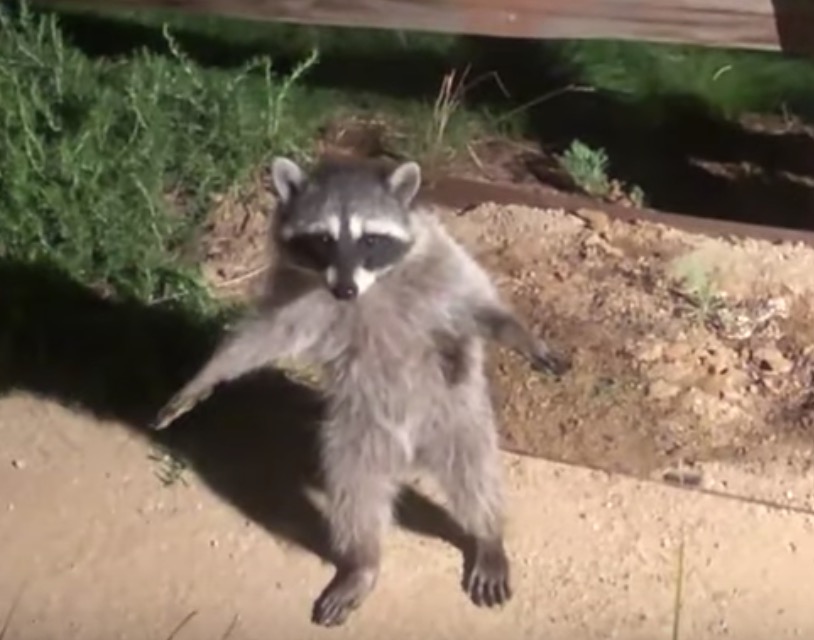 Gli orsetti lavatori vengono sorpresi in giardino e restano immobili come statue VIDEO