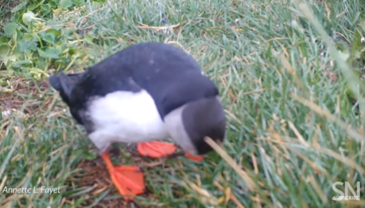 Pulcinella di mare si gratta col rametto: primo uccello che usa oggetti