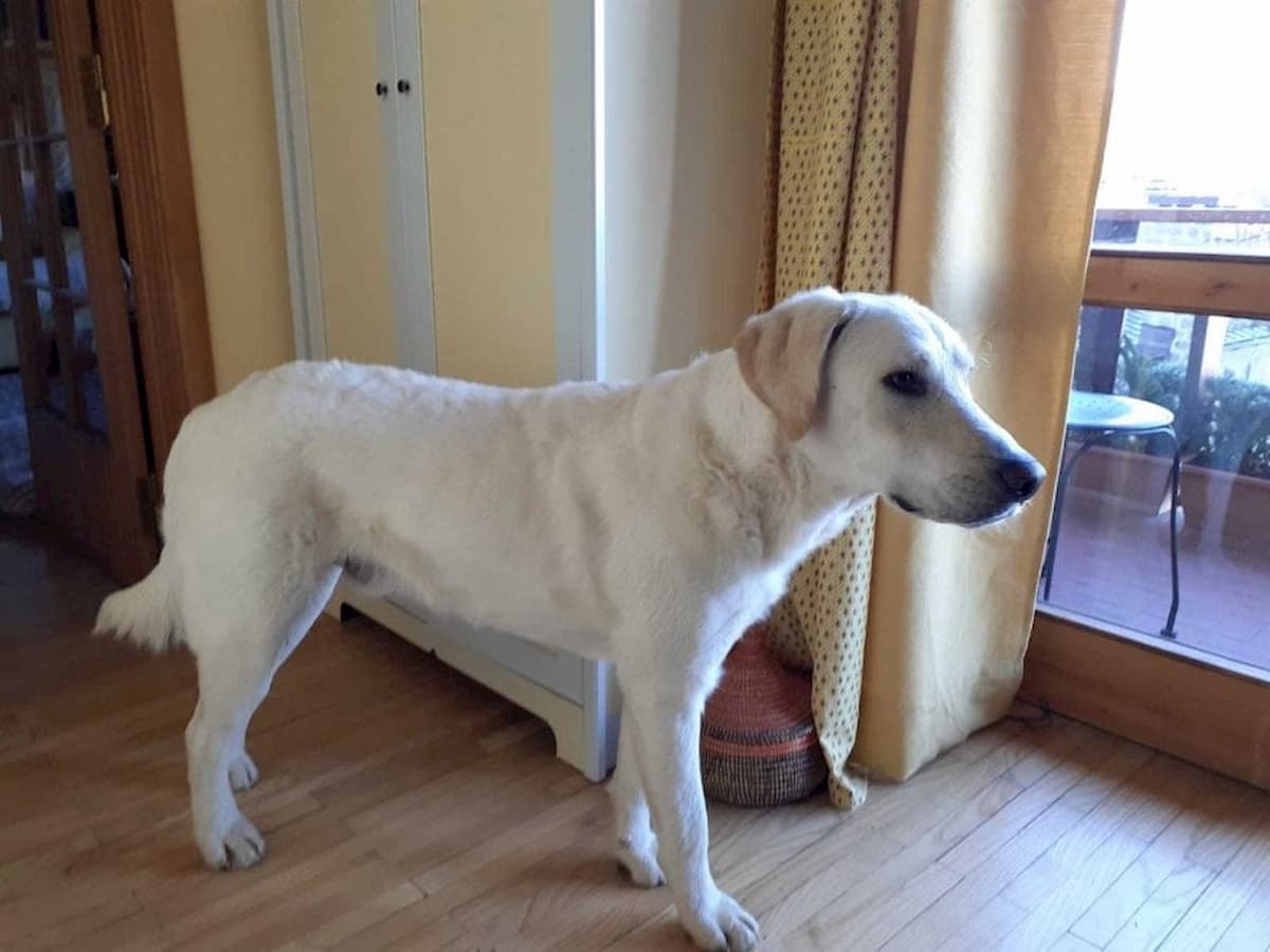 Cane era disperso da 59 giorni, ritrovato a 50 km da casa