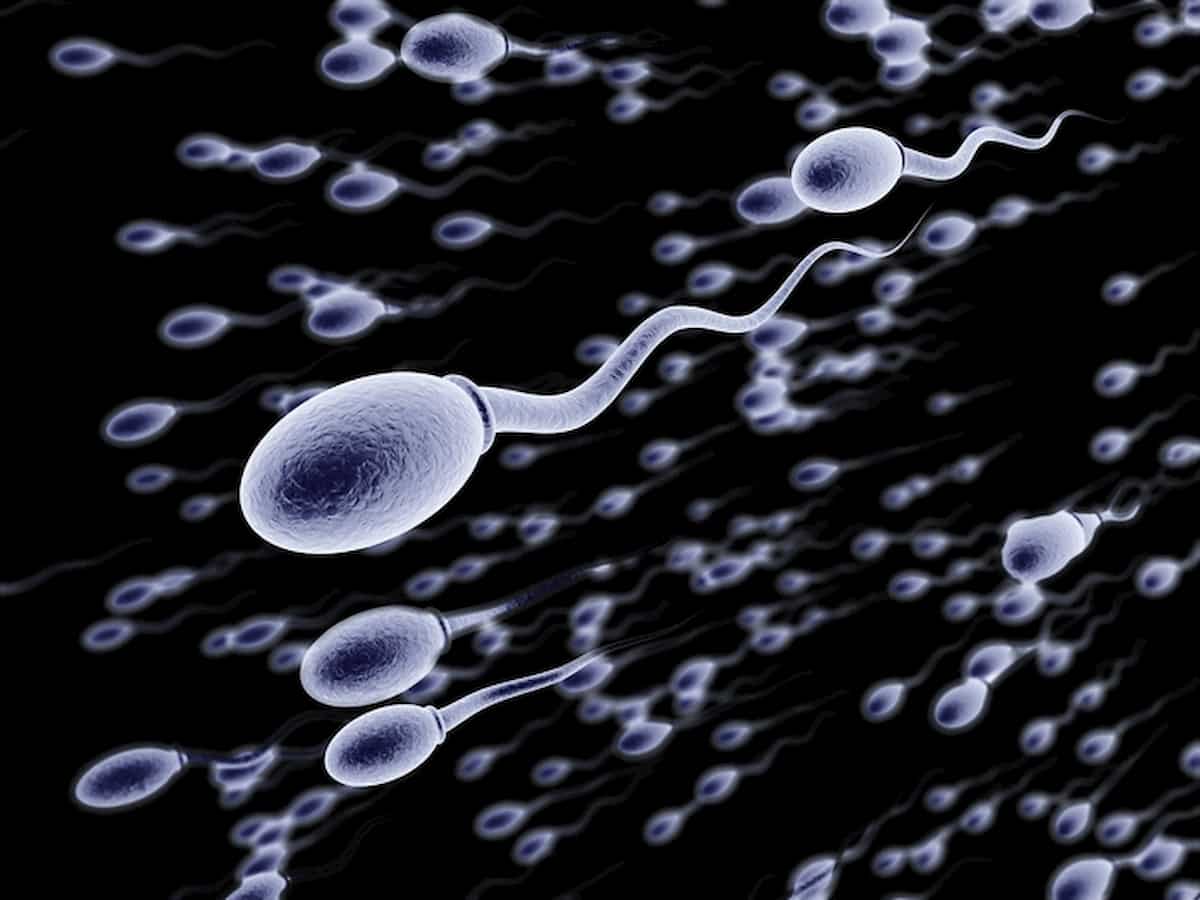 Covid riduce la qualità degli spermatozoi: sperma alterato e mobilità più che dimezzata