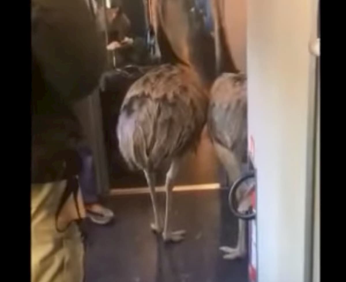 Venezia, struzzi in gita in treno e per le calli VIDEO