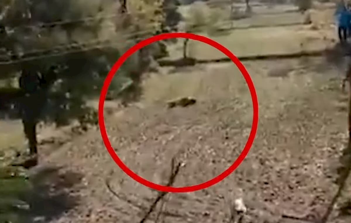 Tigre lo azzanna, ma l'uomo riesce a sopravvivere: ecco cosa lo ha salvato VIDEO