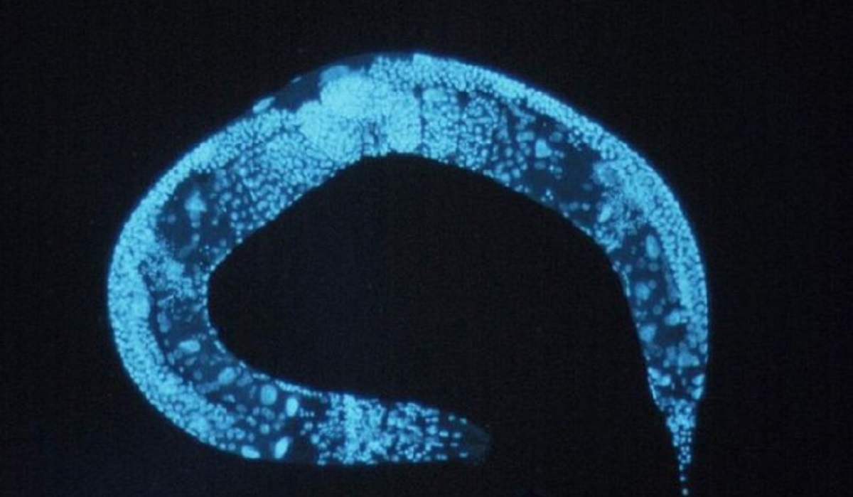 Vivere fino a 500 anni: l'esperimento su un verme che gli allungato la vita del 500%