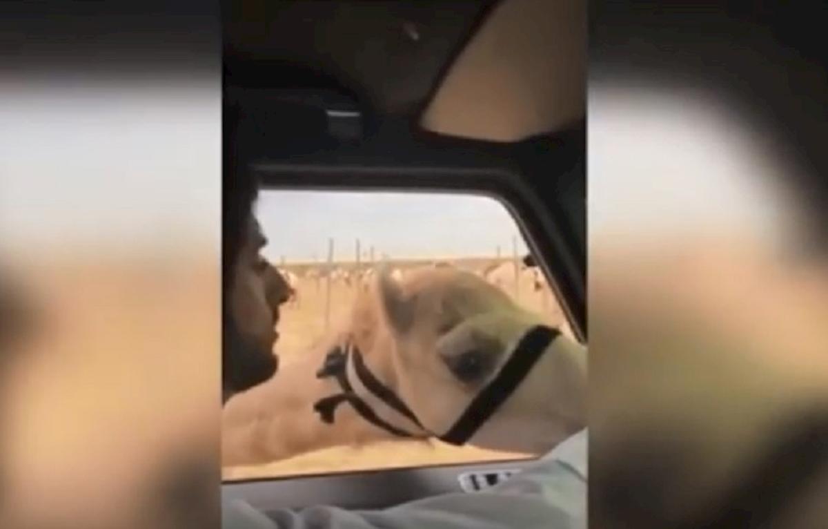 cammelli principe dubai