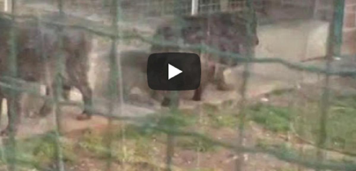 canile pordenone denunciato