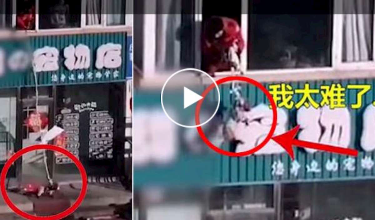 Coronavirus, i cinesi in quarantena calano i cani dal balcone per portarli a spasso