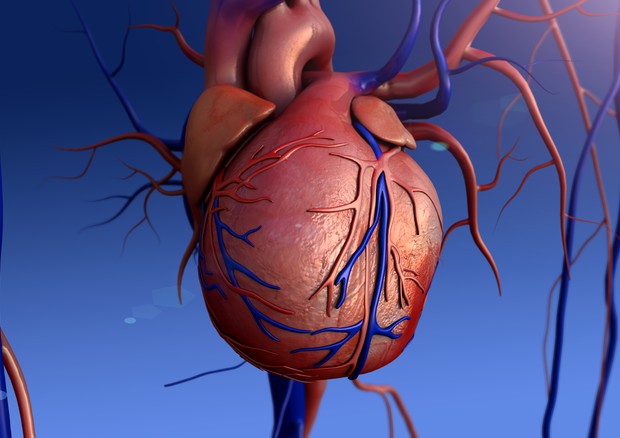 Infarto, i sintomi non sono uguali tra uomo e donna. Abbiamo cuori diversi