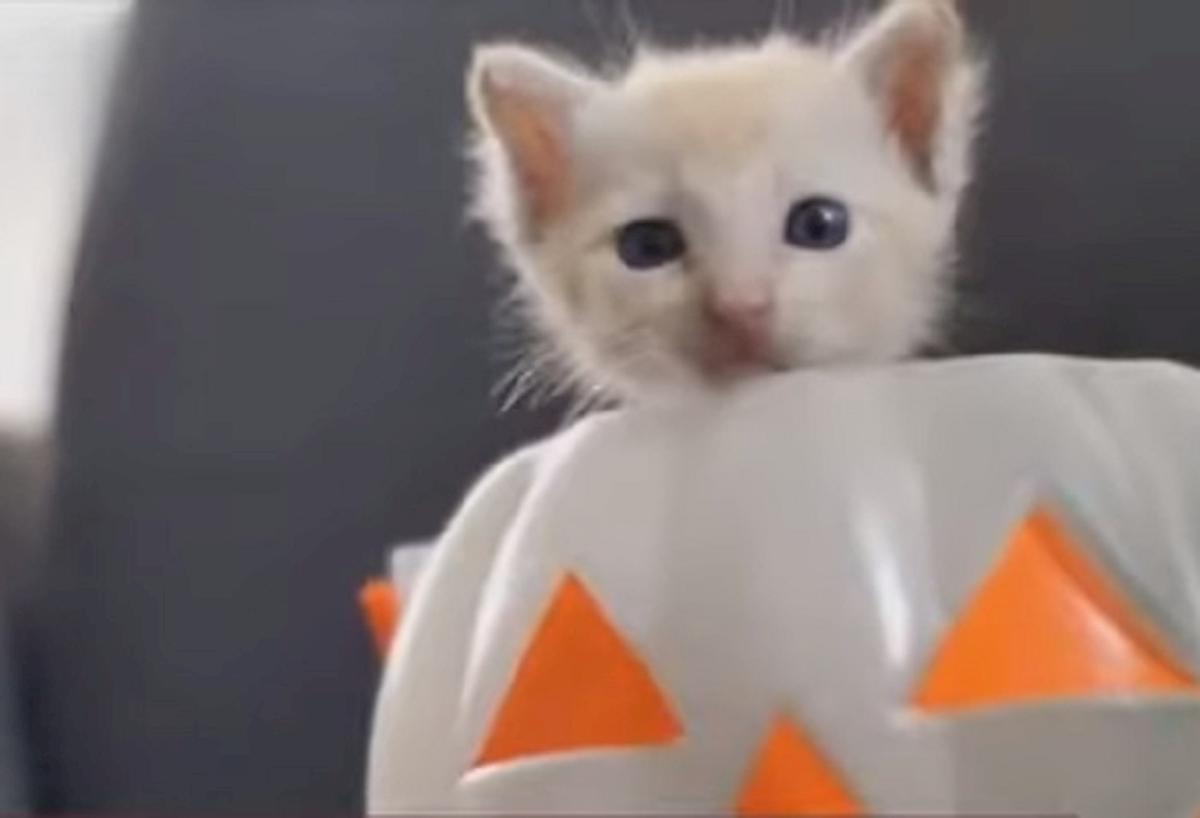 festa nazionale gatto