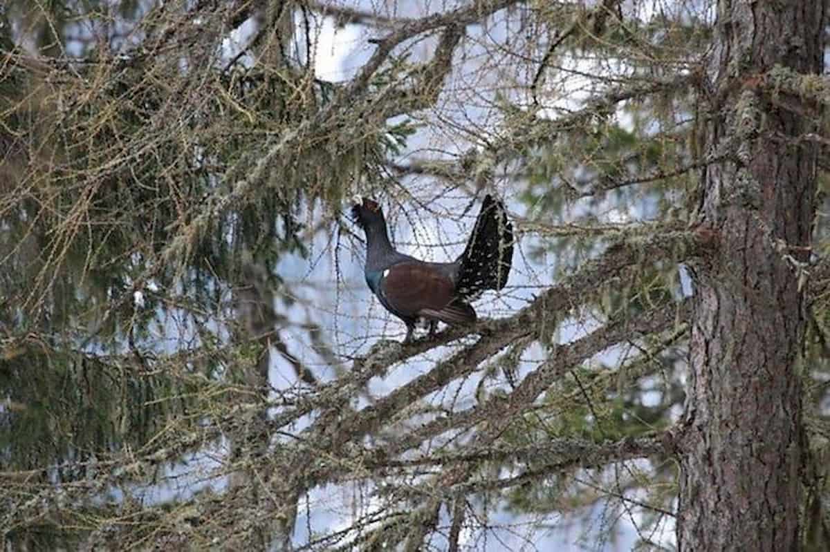 Uccise gallo cedrone sulla pista da sci: assolto per legittima difesa