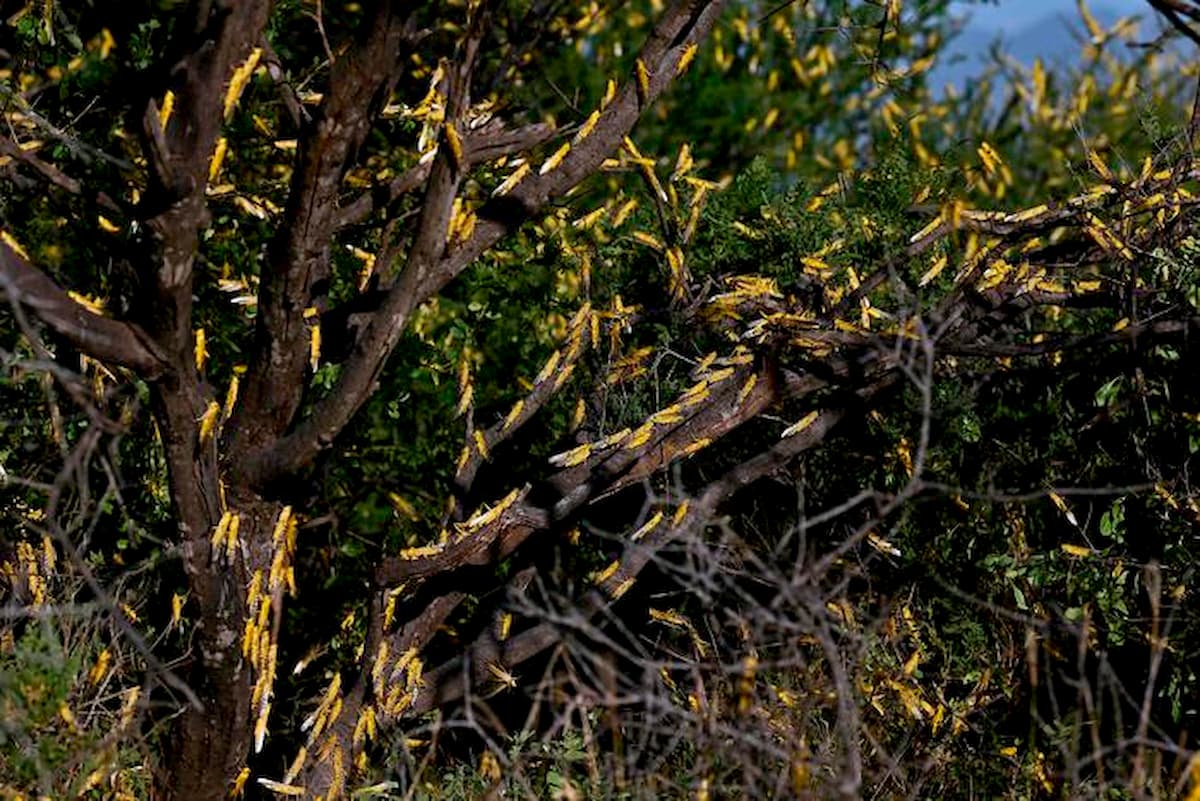 In Somalia stato di emergenza per l'invasione di locuste: divorati colture e pascoli