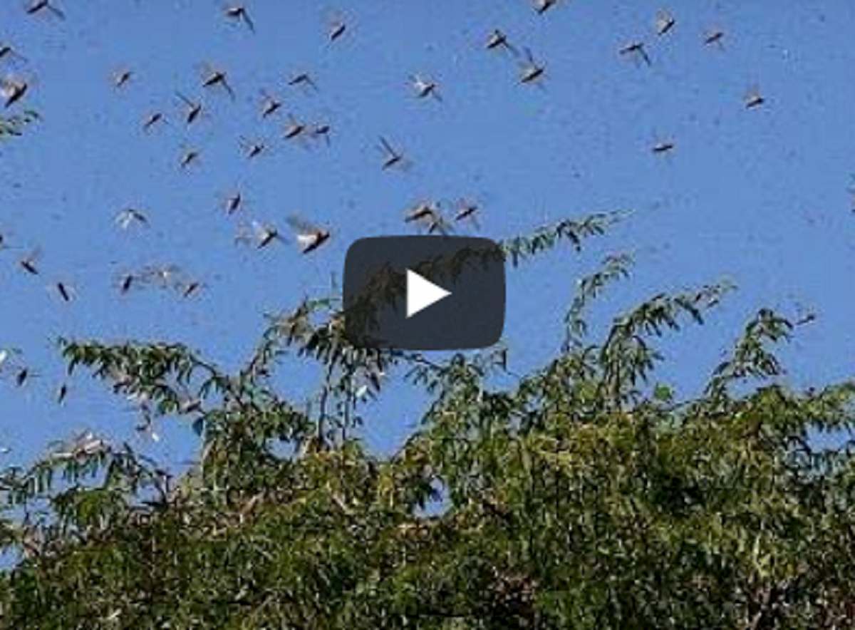 milioni di locuste in africa