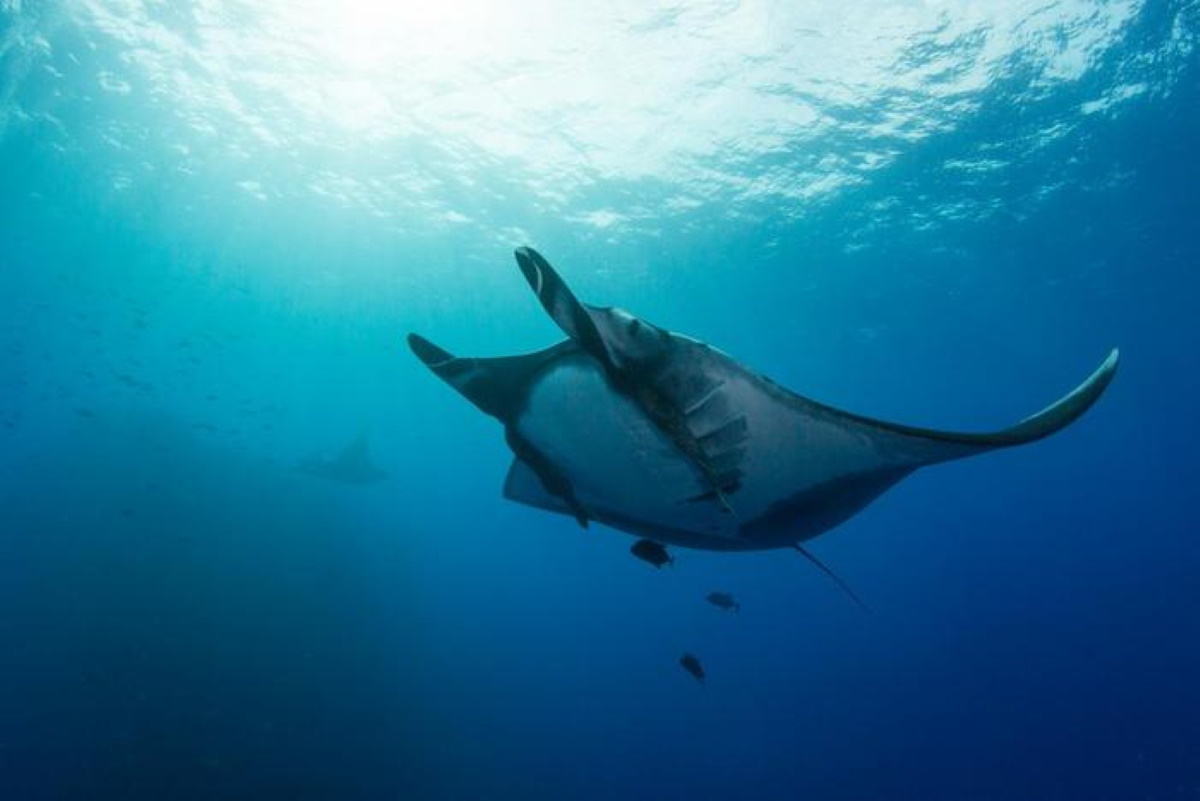 Manta rosa in Australia: la rara foto al Lady Elliot Island
