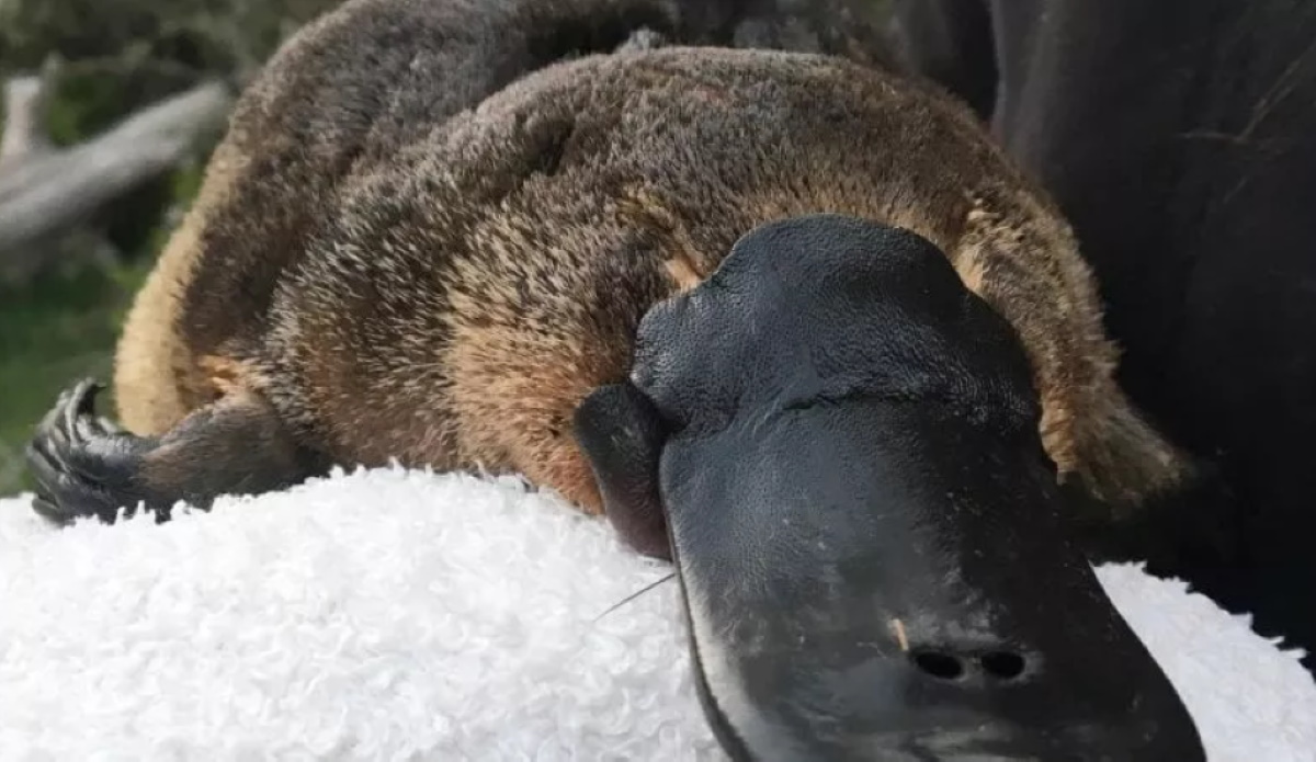 Ornitorinco, il cucciolo diventa virale ma...è una statuina fantasy