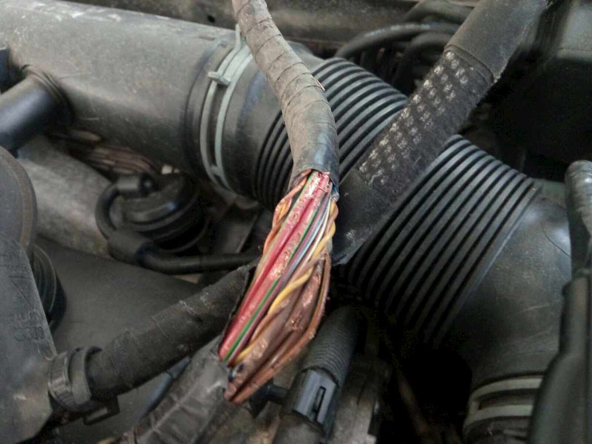 Washington invasa dai topi: escono dalle fogne e divorano i fusibili delle auto