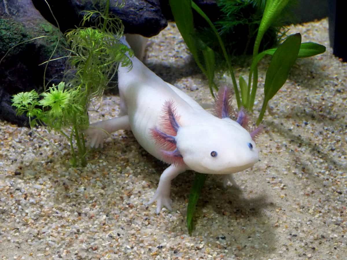 Salamandra axolotl, come rigenerare il corpo umano. Università del Kentuky: quasi fantascienza
