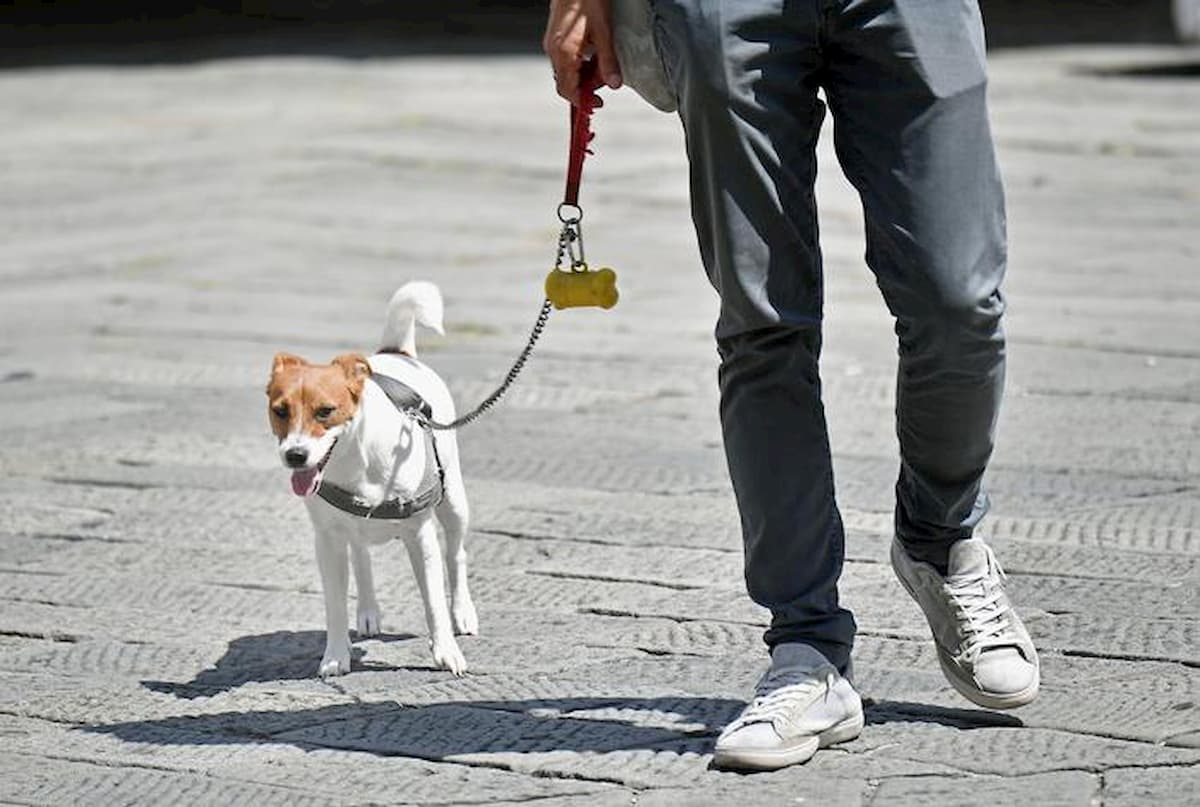 Coronavirus, a Pomeriggio 5 "candeggina per disinfettare zampe cani". Veterinari in rivolta