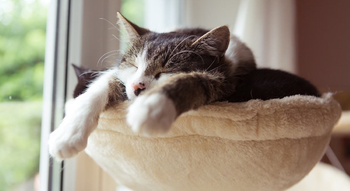 Gatti, zampe bianche come calzini: ecco perché le hanno