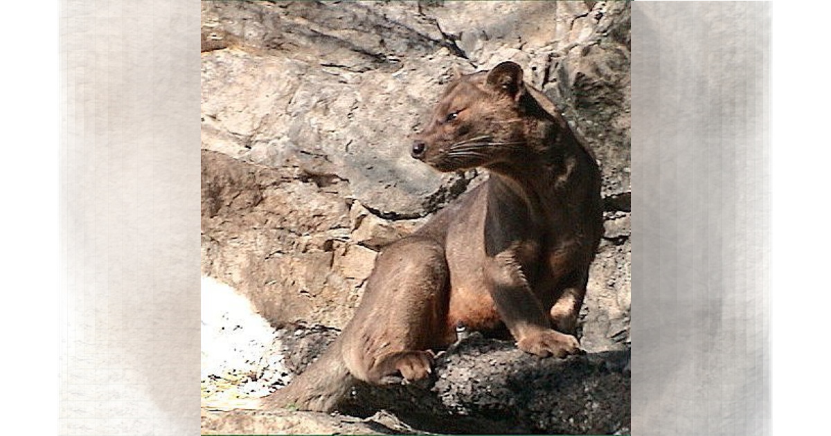 Gatto del Madagascar, svelato il mistero del grosso carnivoro