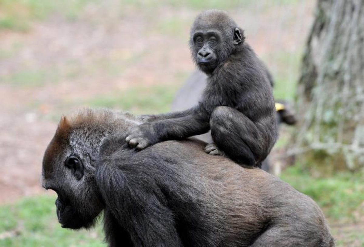 Covid anche nei gorilla, molti positivi allo zoo di San Diego: il virus gliel'ha passato un uomo