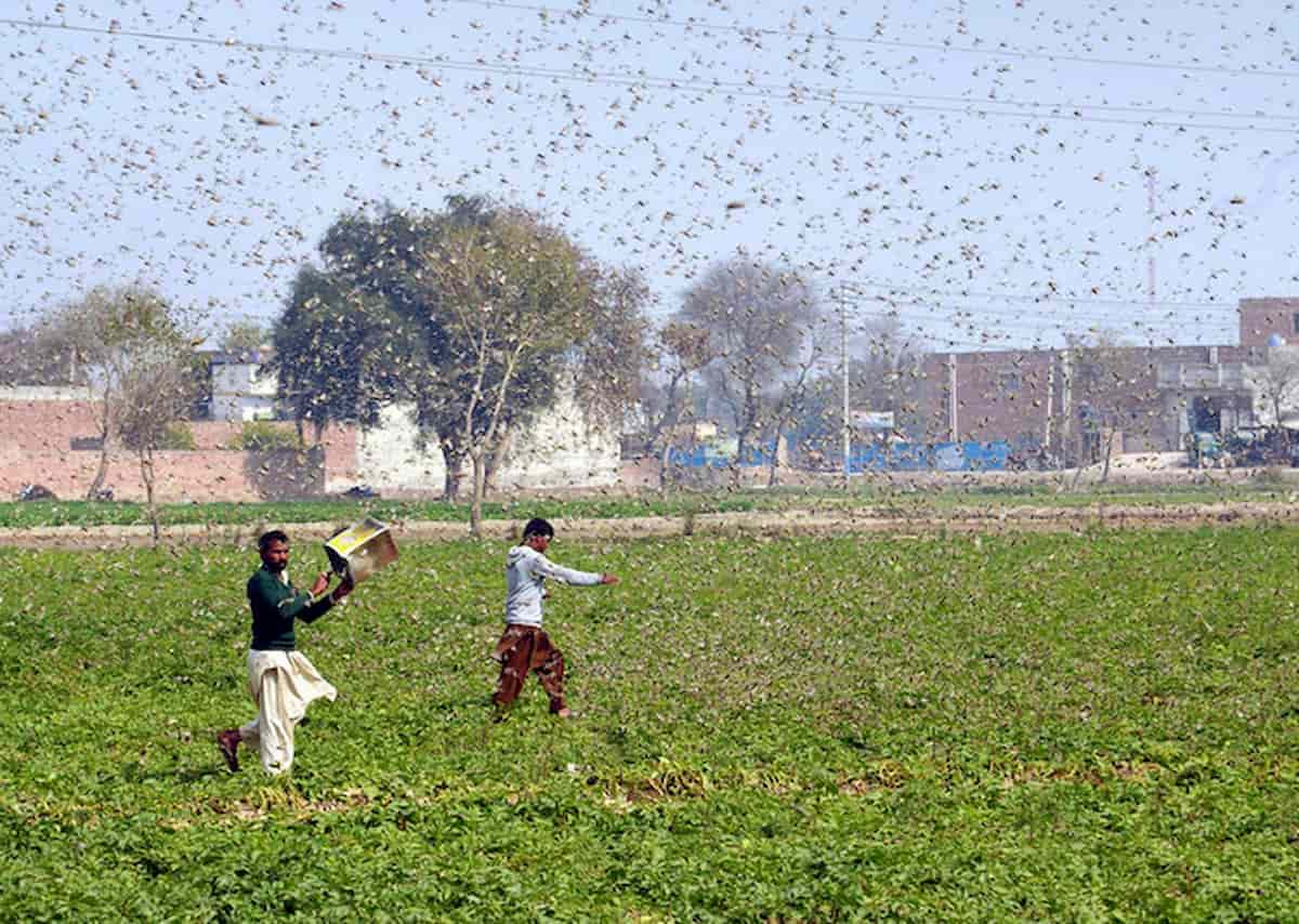 Pakistan, invasione di locuste: agricoltura ko. E' l'invasione peggiore negli ultimi 30 anni