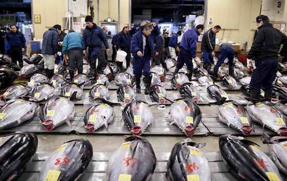 Spigole e orate di mare ormai cibo esotico: solo 7/8 per cento, il resto da allevamento