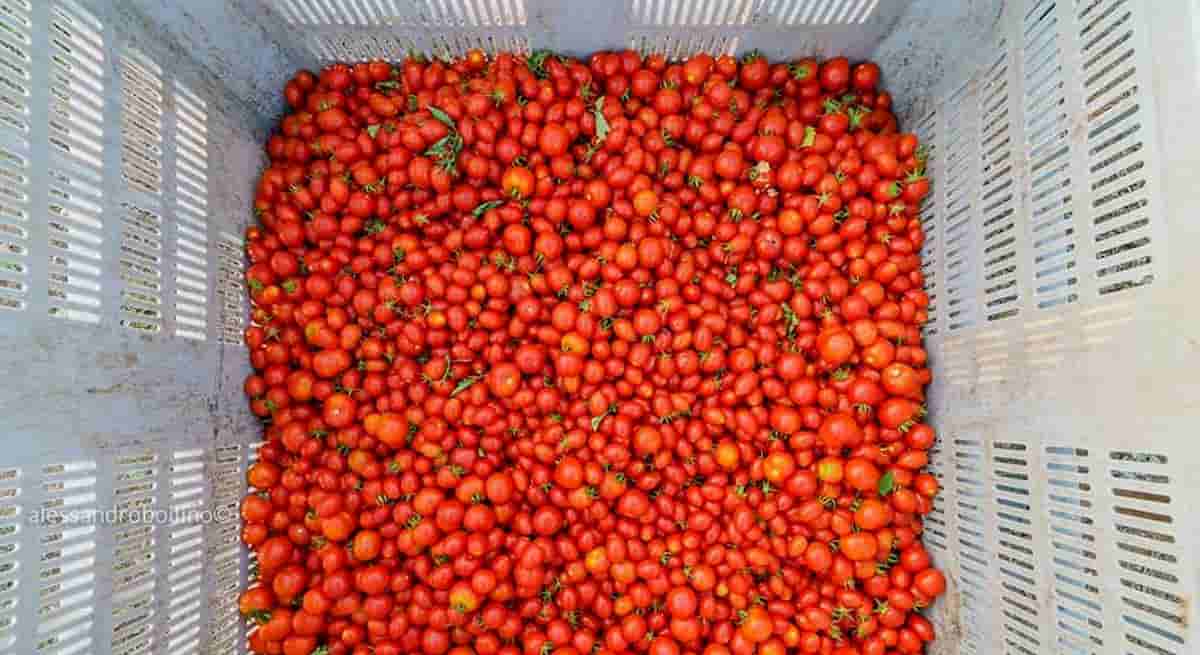 Coronavirus Italia, pestilenza o carestia? La parabola della passata di pomodoro