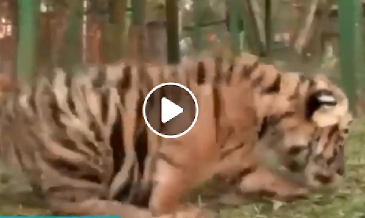 tigre bengala messico