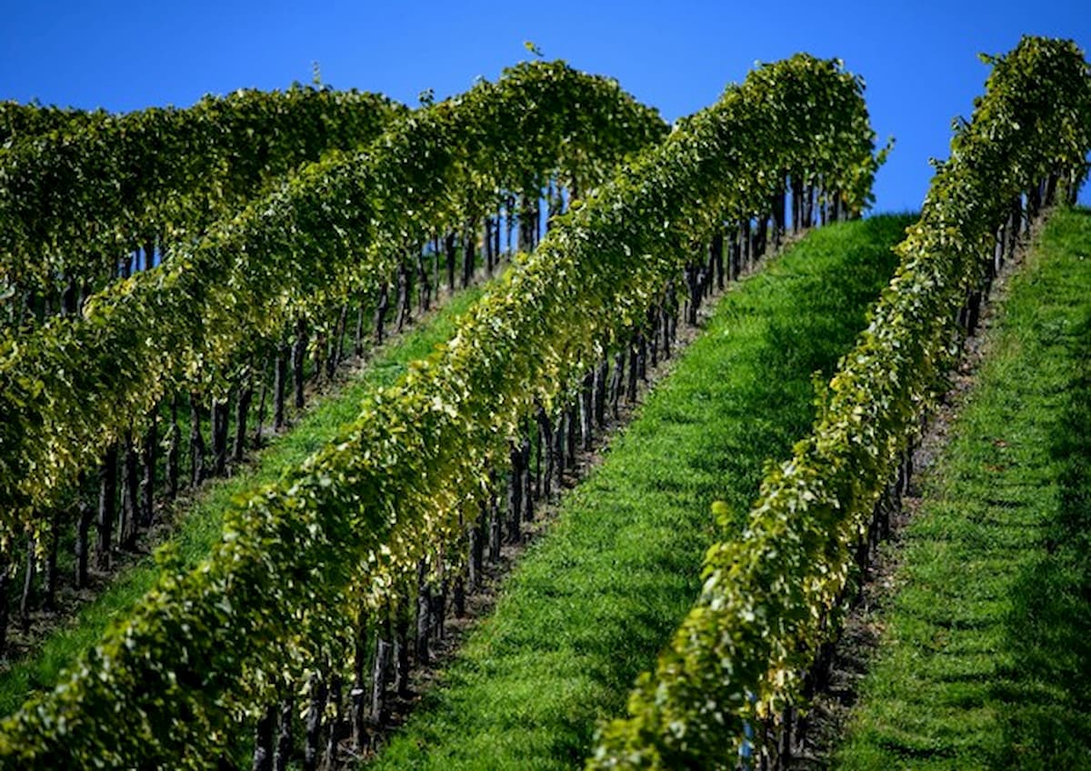 Coronavirus, meno vino più disinfettanti: Coldiretti presenta al governo il piano salva vigneti