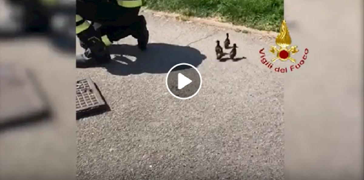 anatroccoli intrappolati cologno monzese