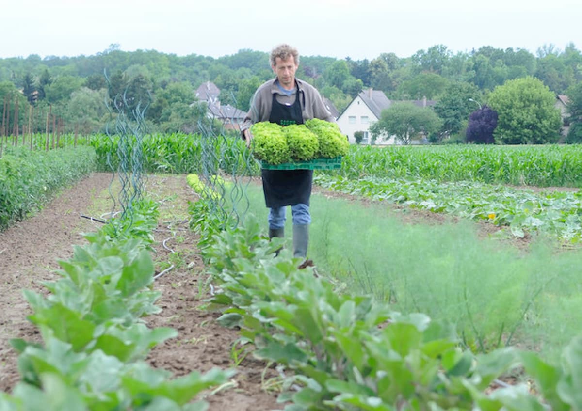 Coronavirus, in Gran Bretagna elettricisti e bancari mobilitati per raccogliere asparagi nei campi