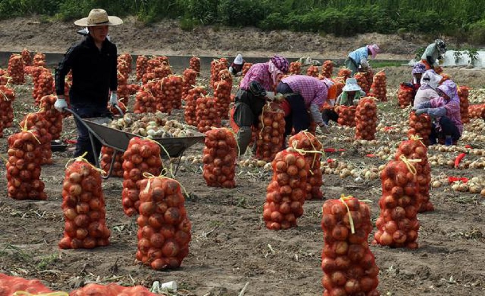 Raccolti marciscono nei campi: perché non vanno quelli col reddito di cittadinanza?