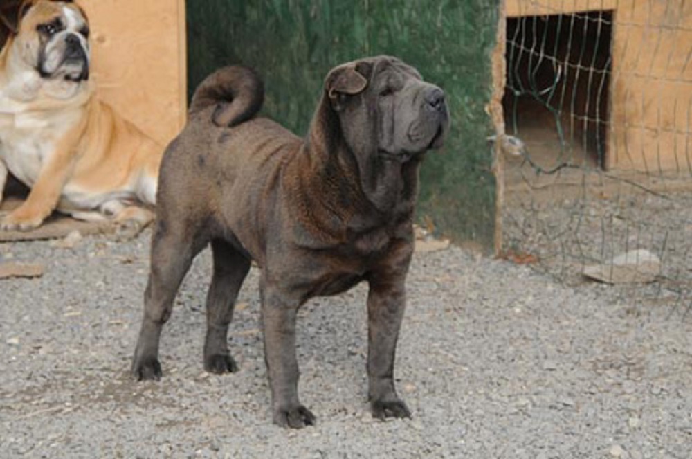 Tricase (Lecce), bimbo di 8 mesi morto azzannato alla testa dal cane di famiglia