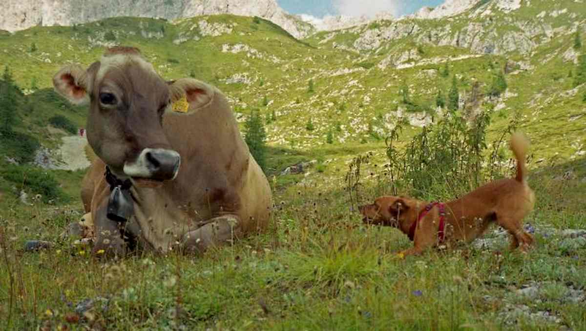 Coronavirus, cani e bovini immunizzano? Ma non erano fonte di contagio?