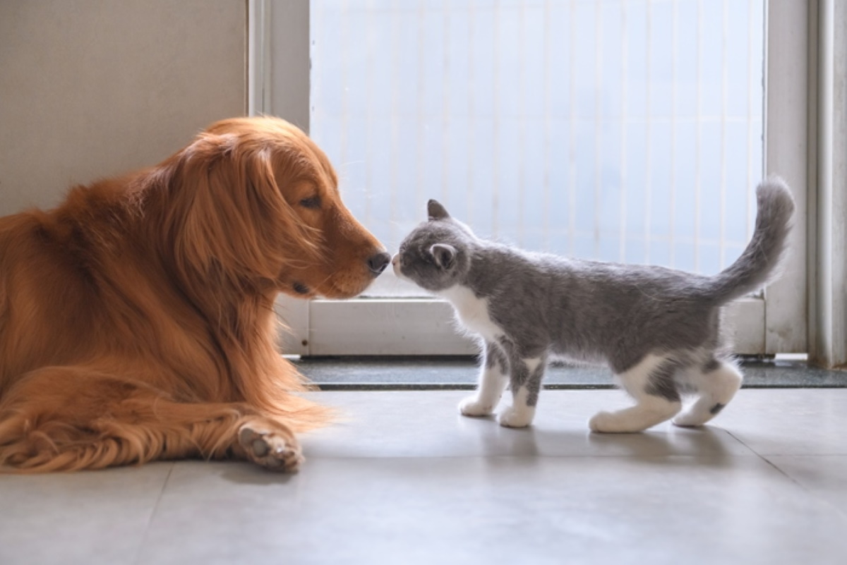 Carne cani e gatti, consumo vietato a Shenzen in Cina dopo il coronavirus