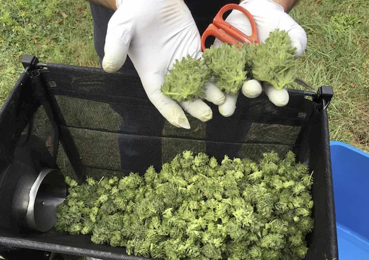 Coronavirus, Marola (EasyJoint): "Consumo cannabis light aumentato da 1 a 4 grammi a settimana"