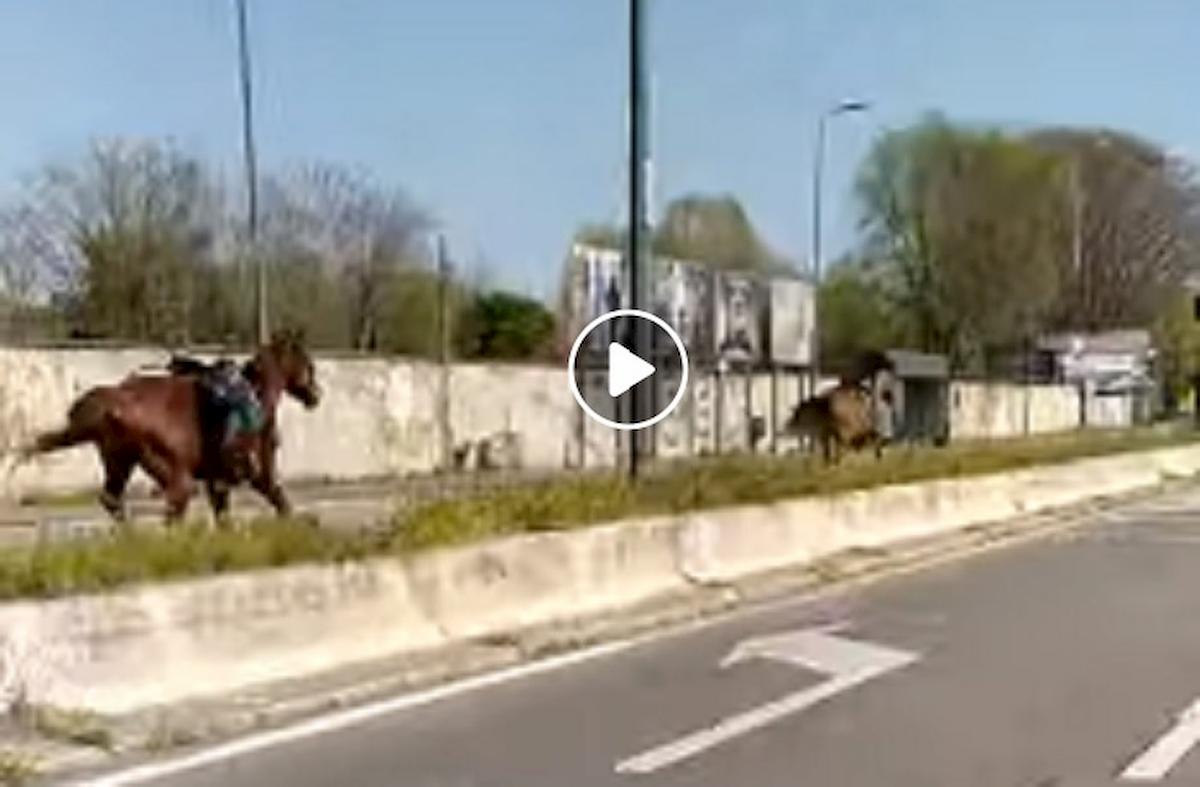 cavalli corsa milano linate