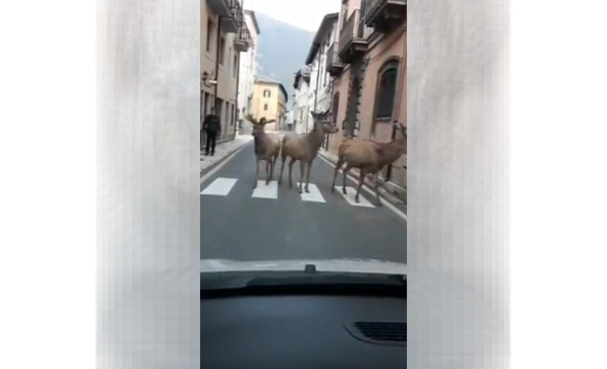 Abruzzo cervi passeggiano a Villetta Barrea deserta per coronavirus