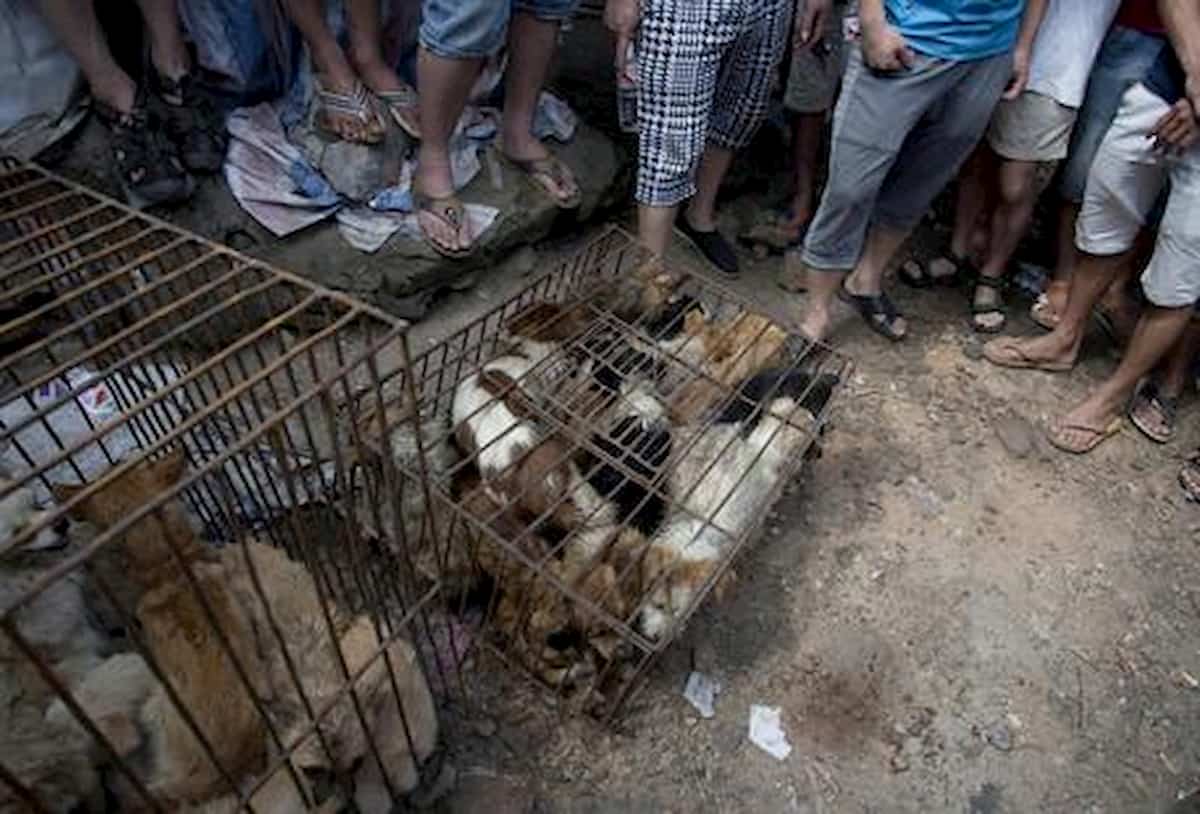 Cina, cani e gatti non si possono più mangiare: esclusi dalla lista degli animali commestibili