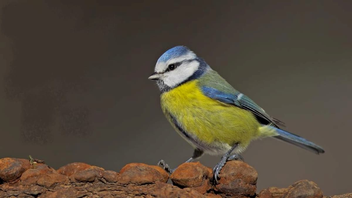 Germania, improvvisa morte di migliaia di uccelli: si teme una malattia sconosciuta