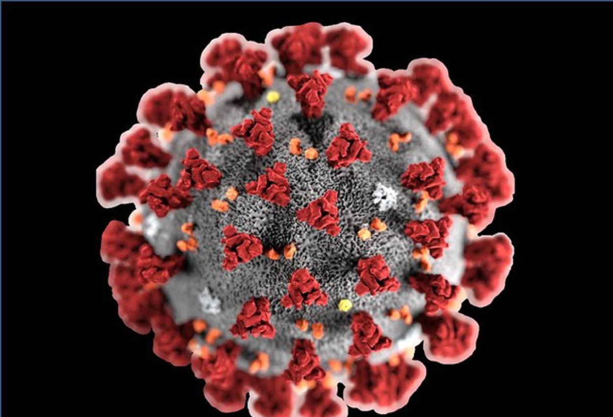 Coronavirus, Ansa